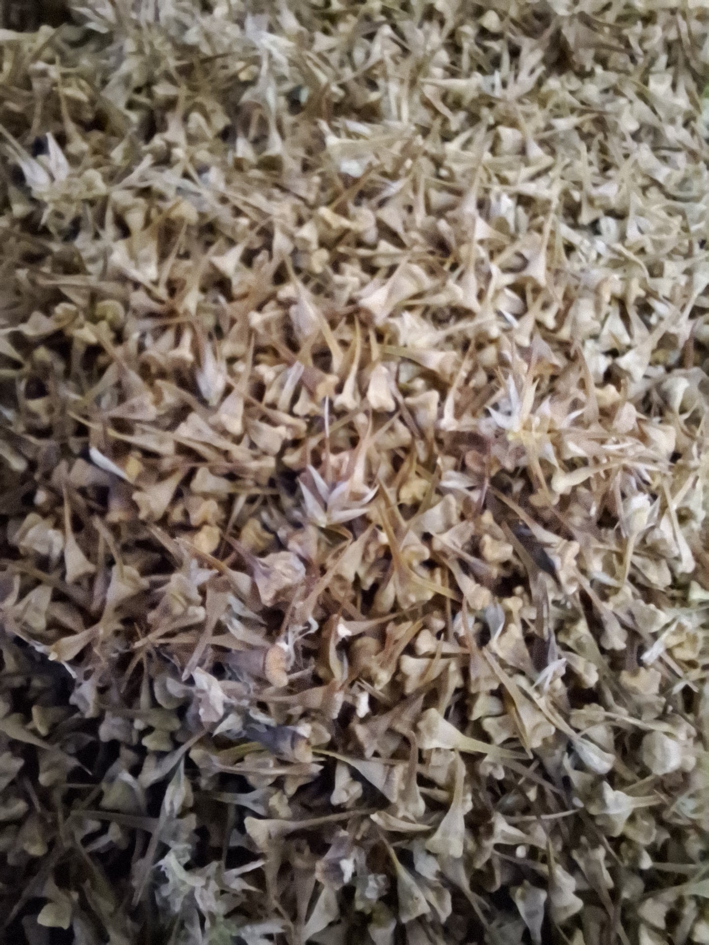 Raven's foot sedge, seed