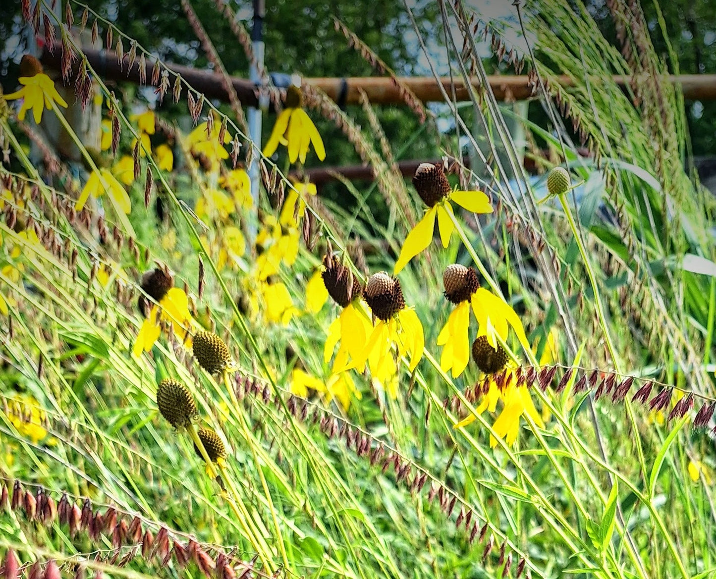 grayheaded coneflower, seed