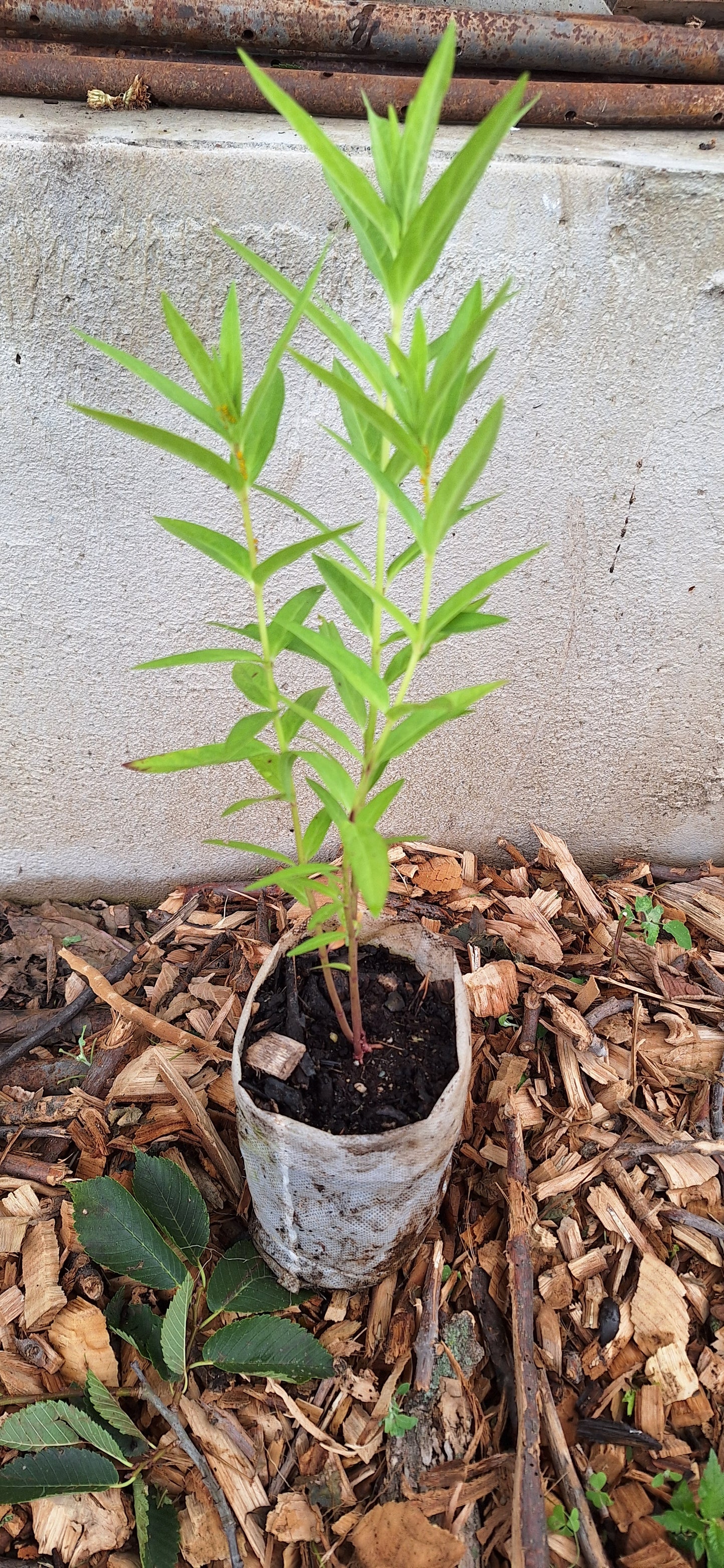 rose milkweed