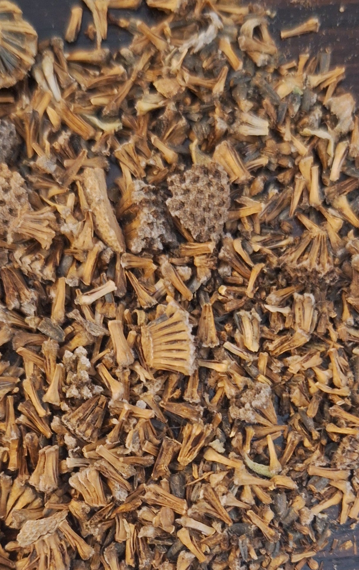 grayheaded coneflower, seed