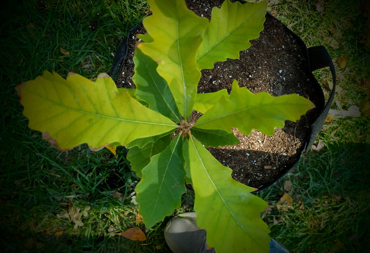 Swamp White Oak Acorns