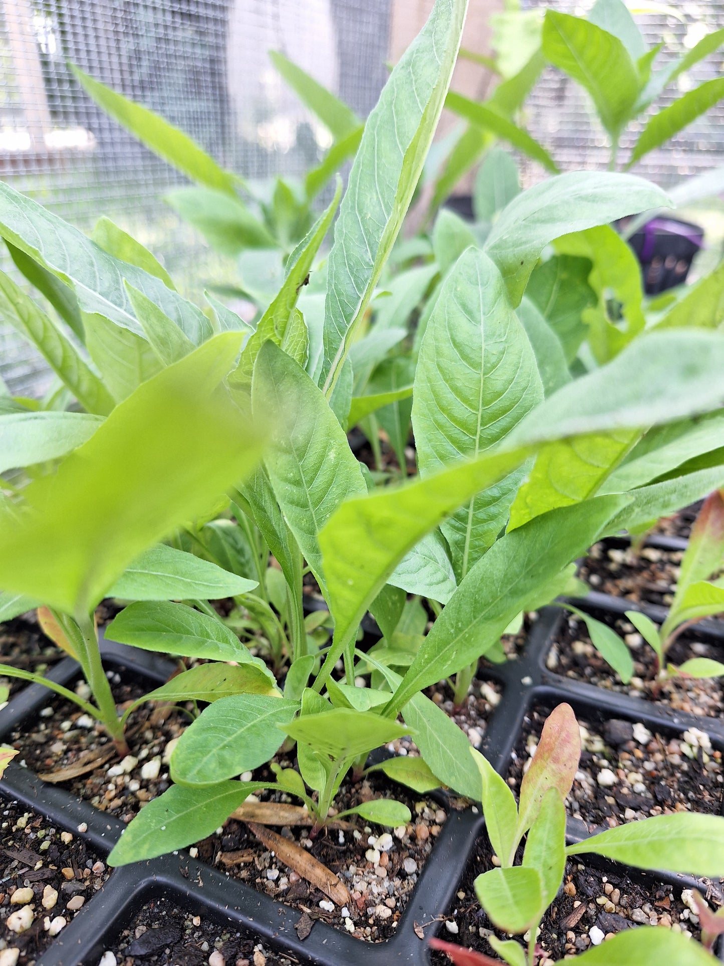 Common Evening Primrose