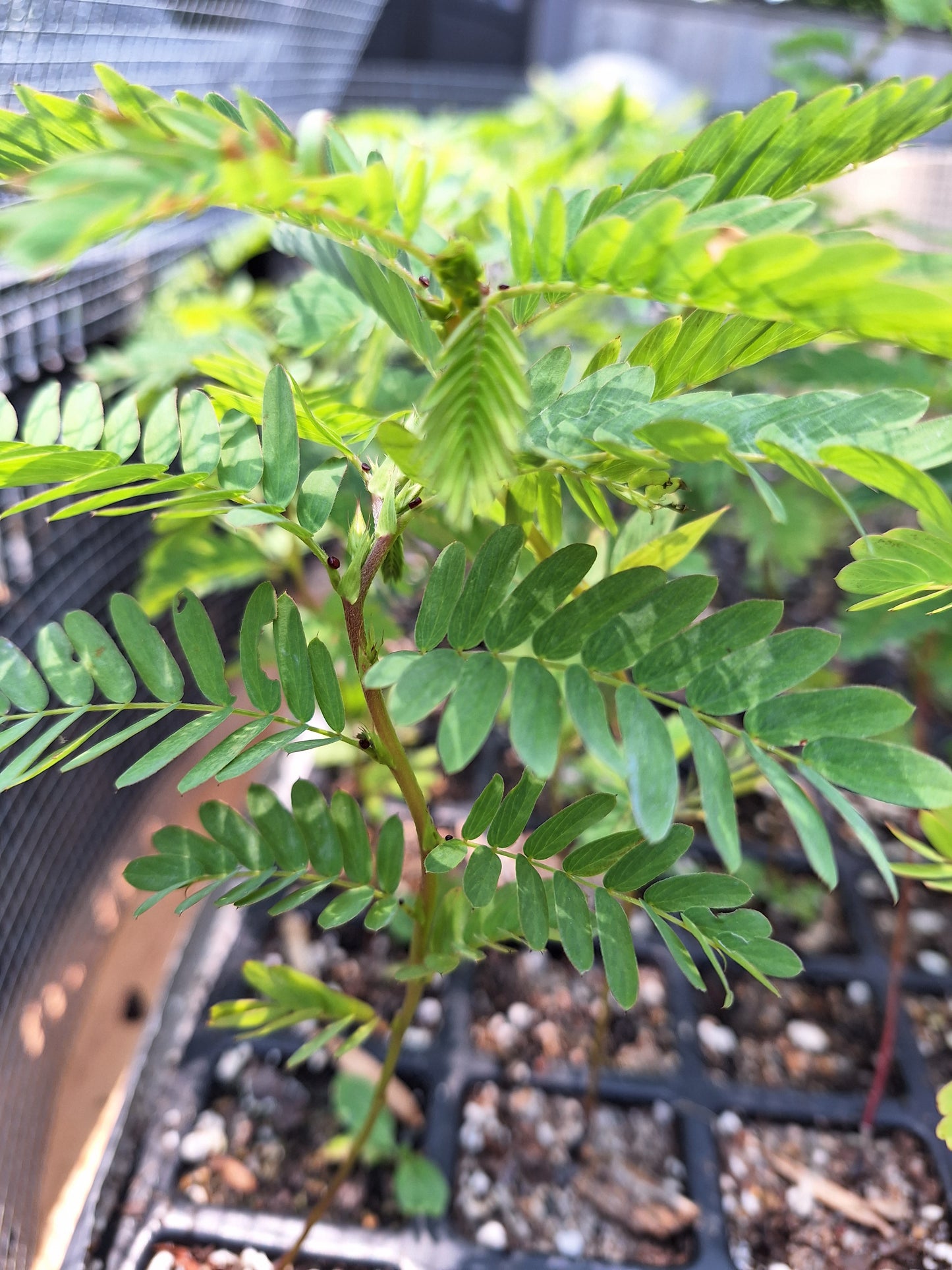 Partridge pea