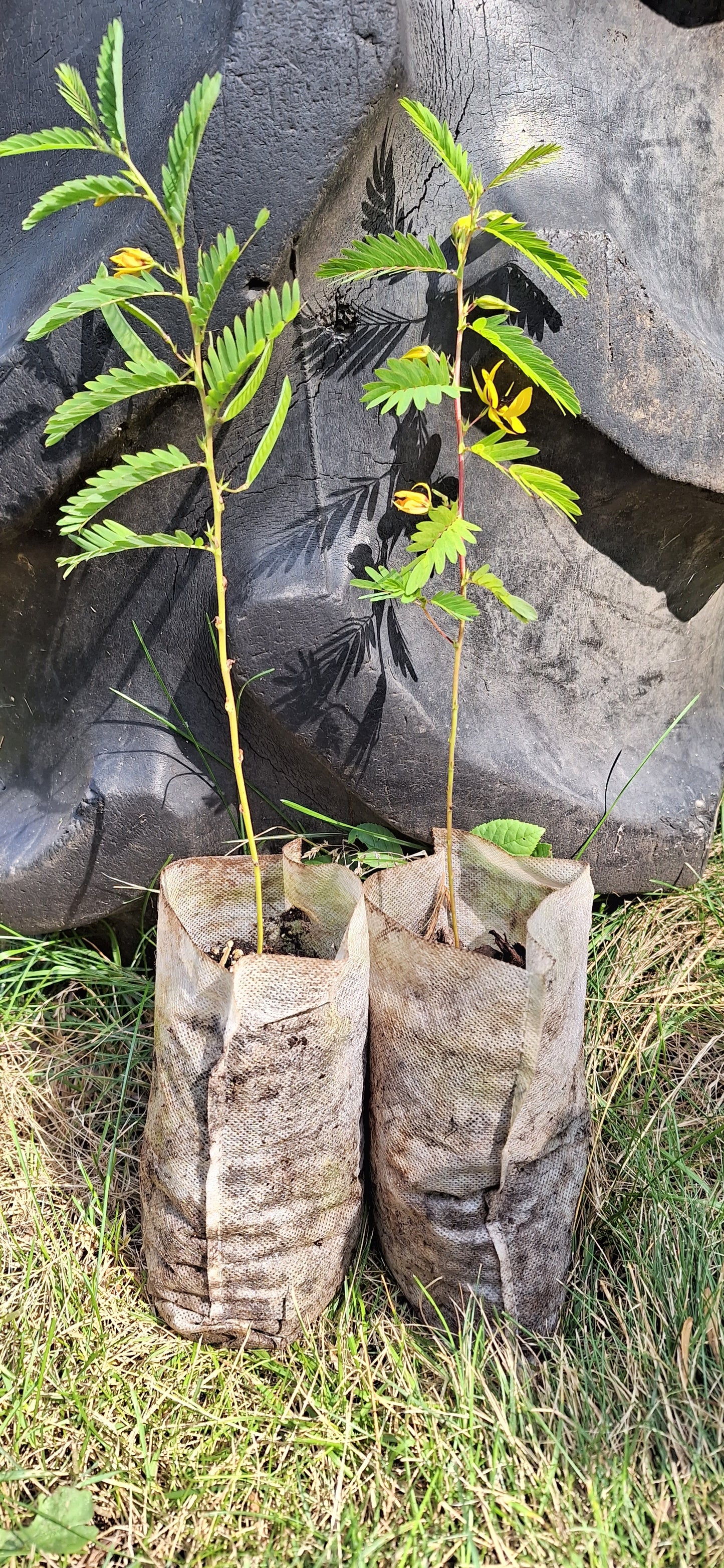 Partridge pea