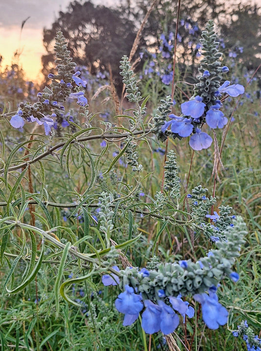 Blue Sage