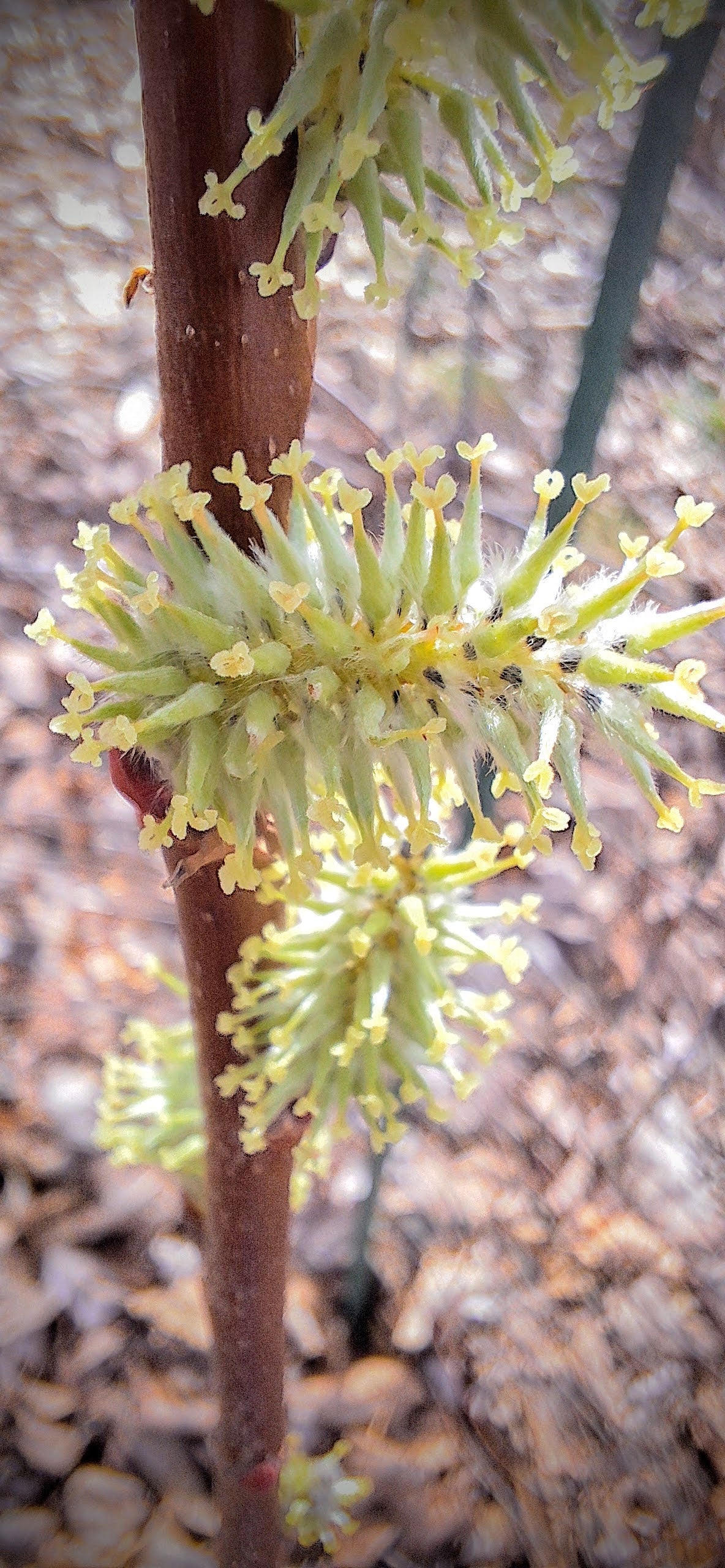Pussywillow