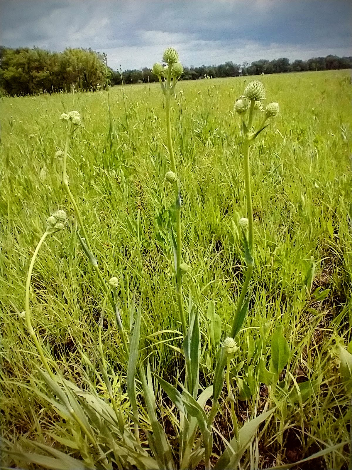 rattlesnake master, seed