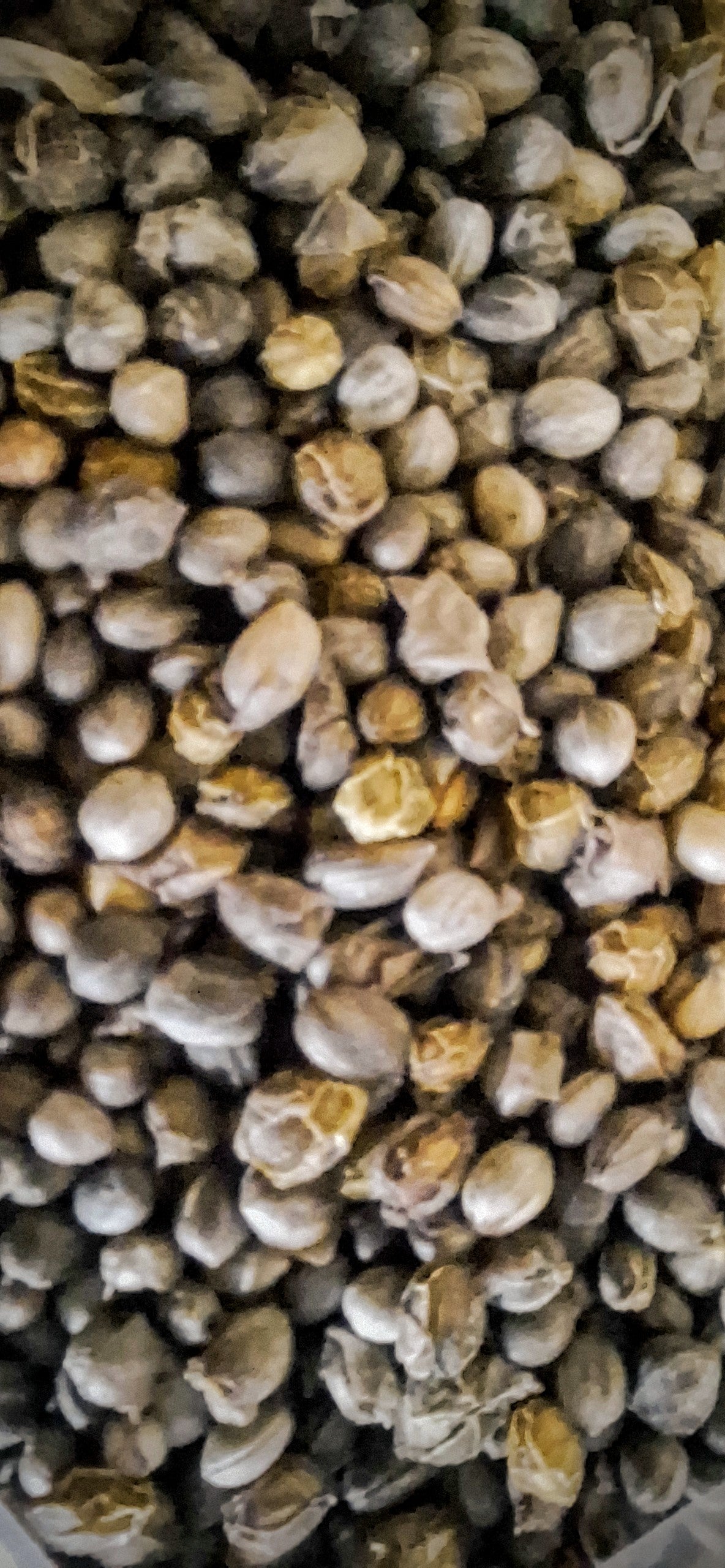 redosier dogwood, seed