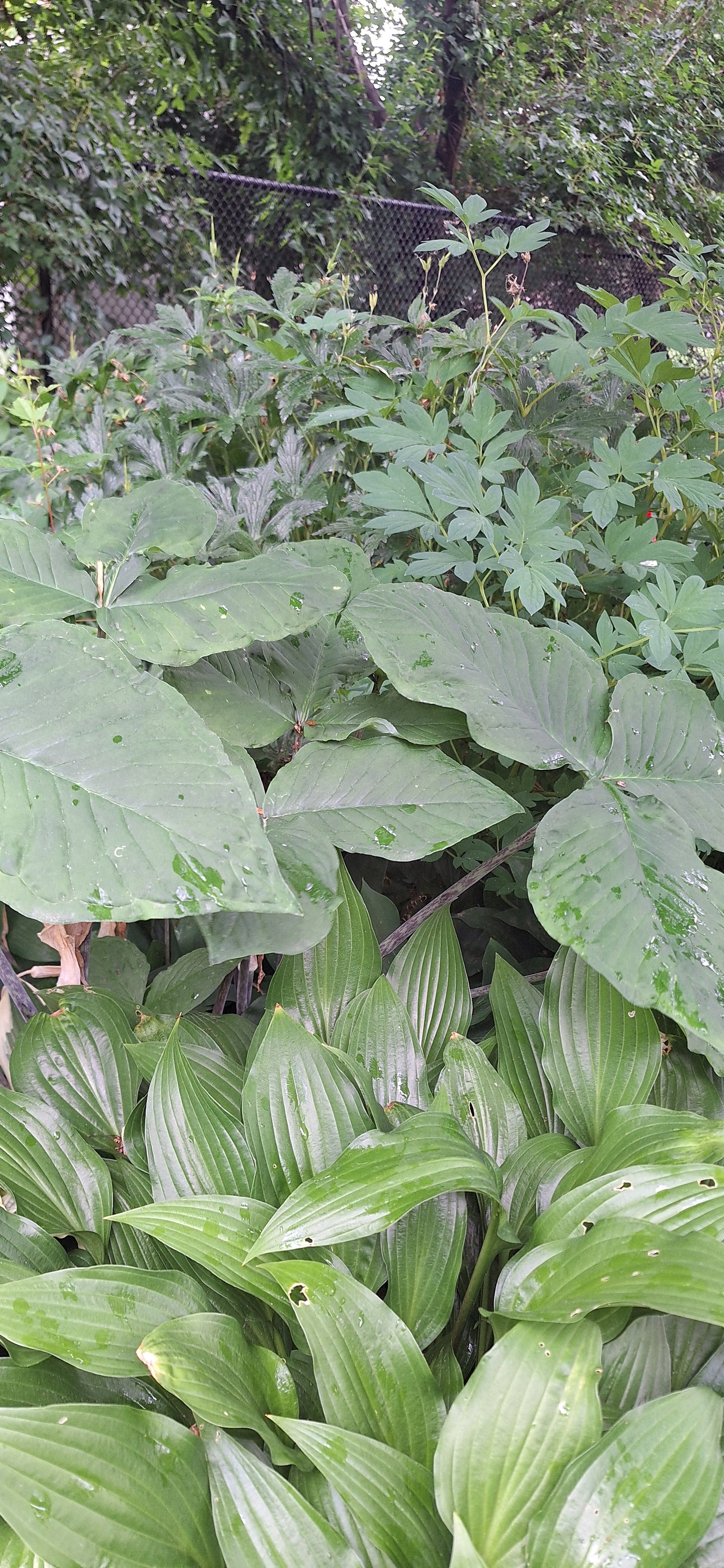 Jack-in-the-pulpit