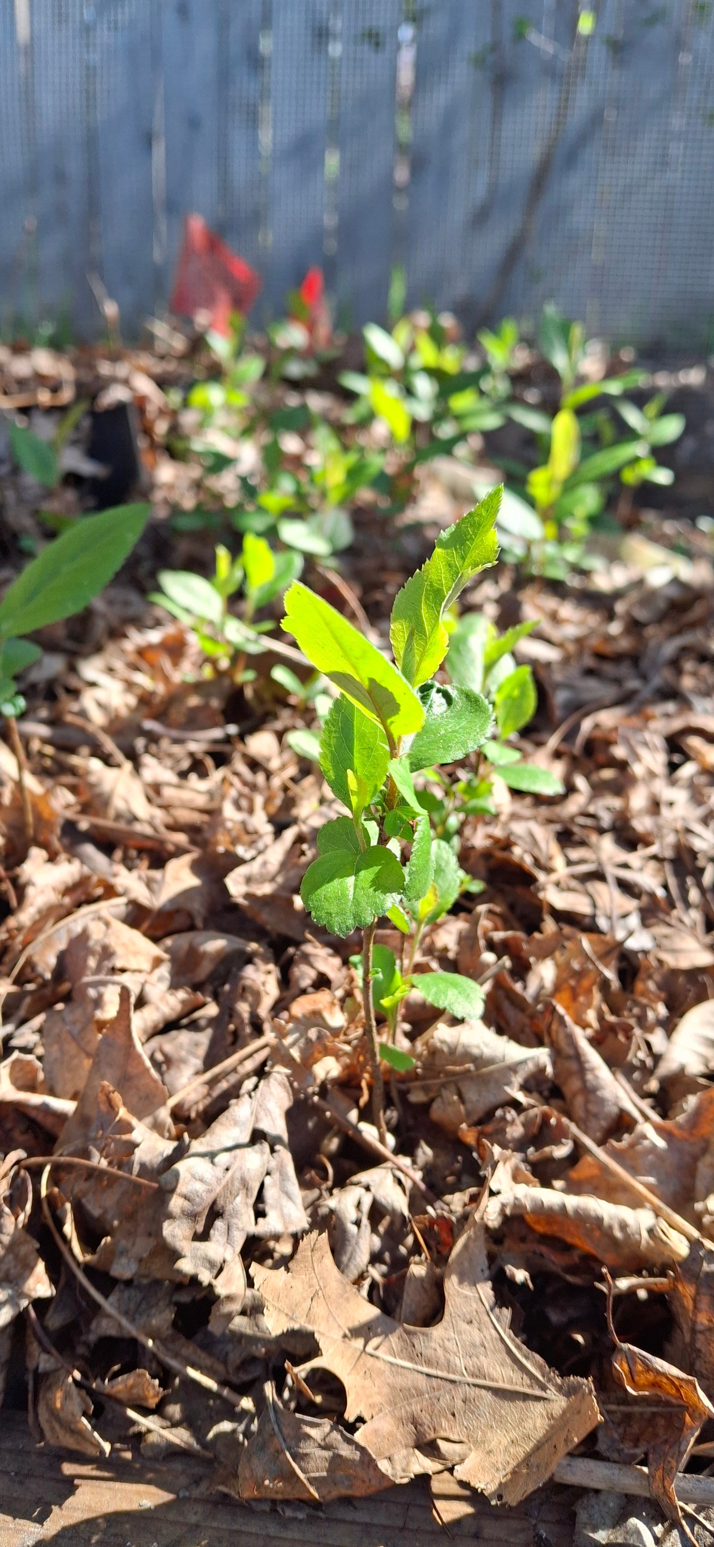 Aroniaberry