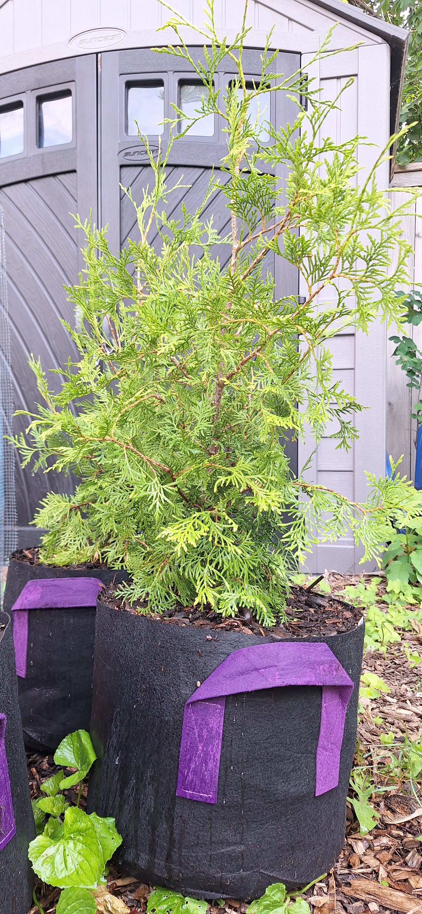 White Cedar