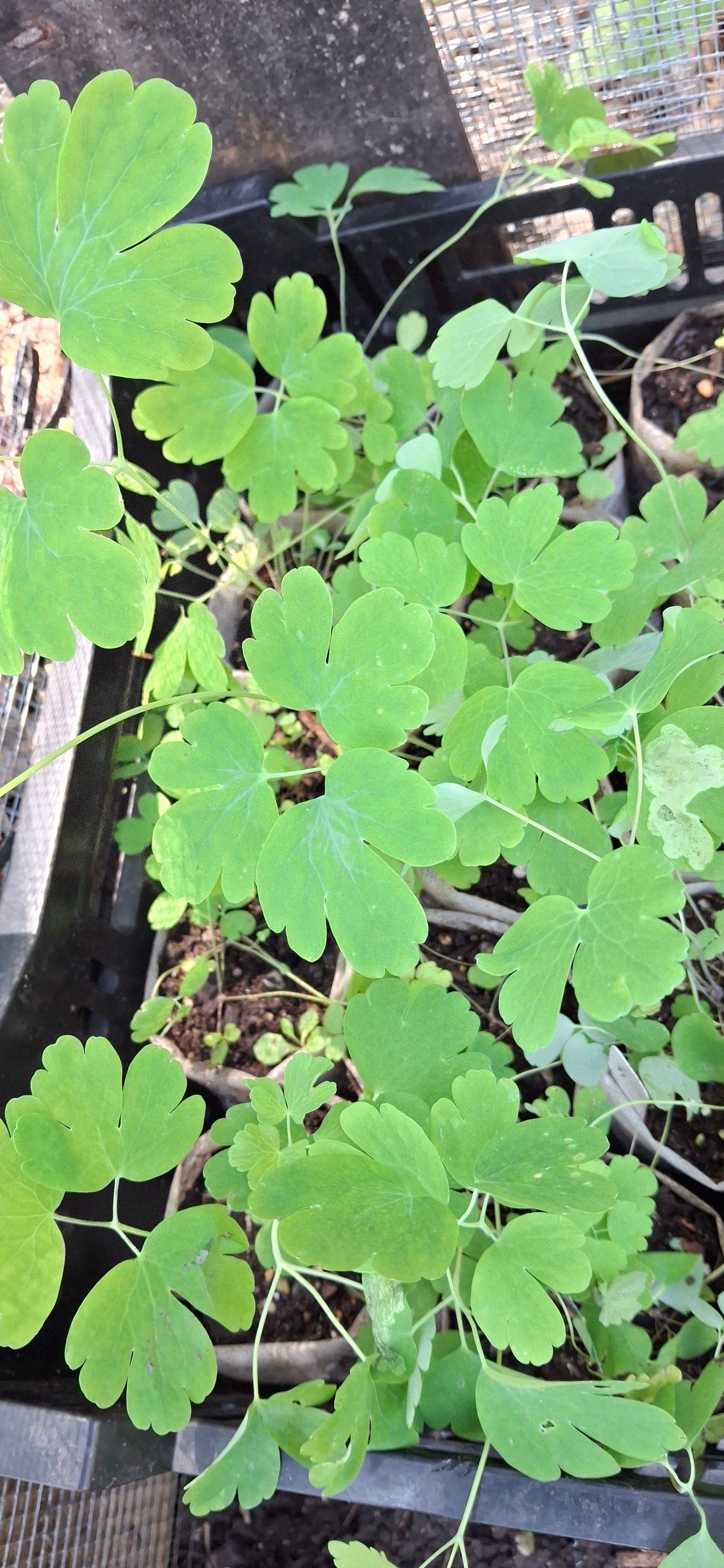 Columbine