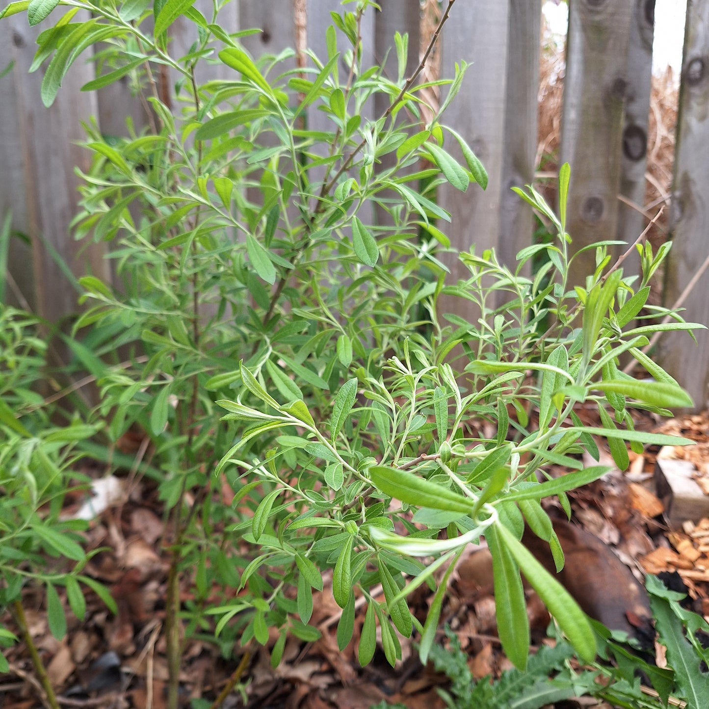 prairie willow