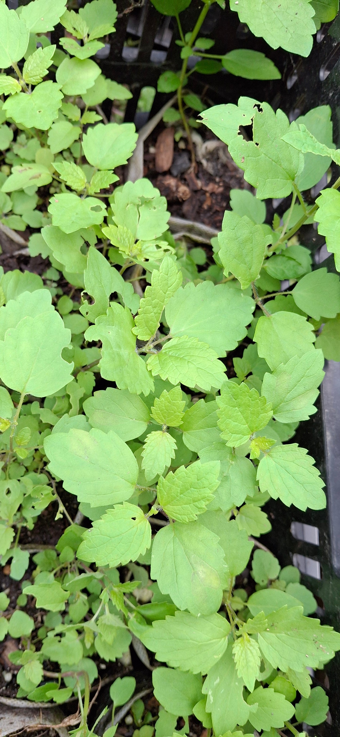 anise hyssop
