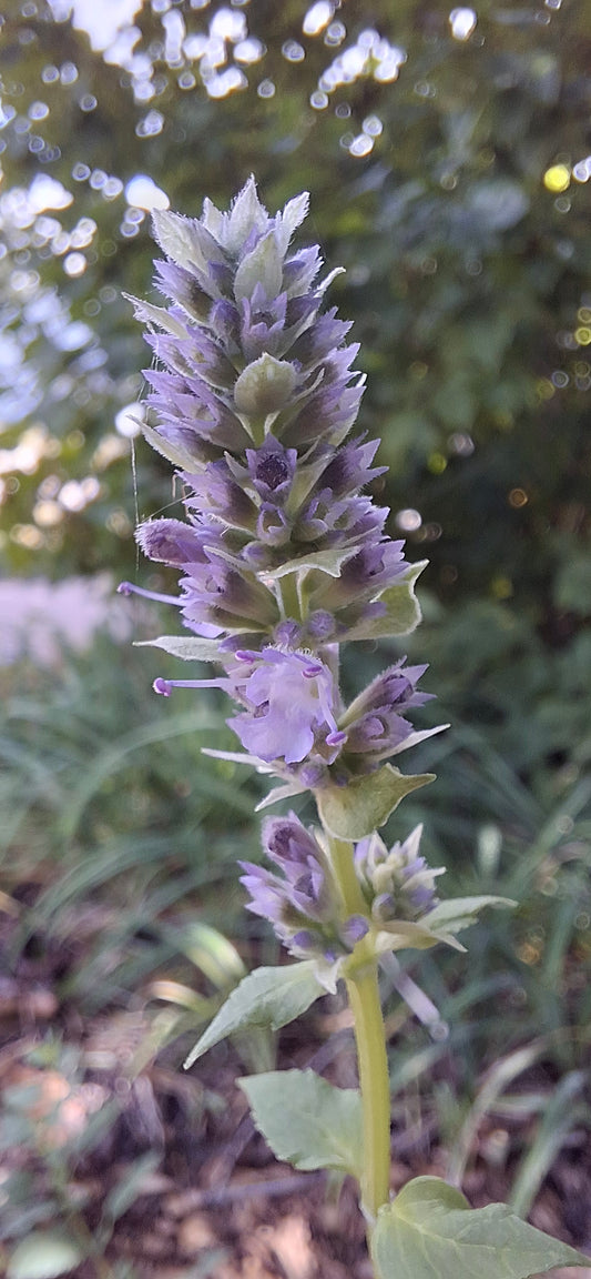anise hyssop