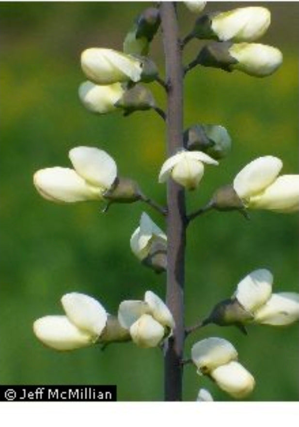 white wild indigo