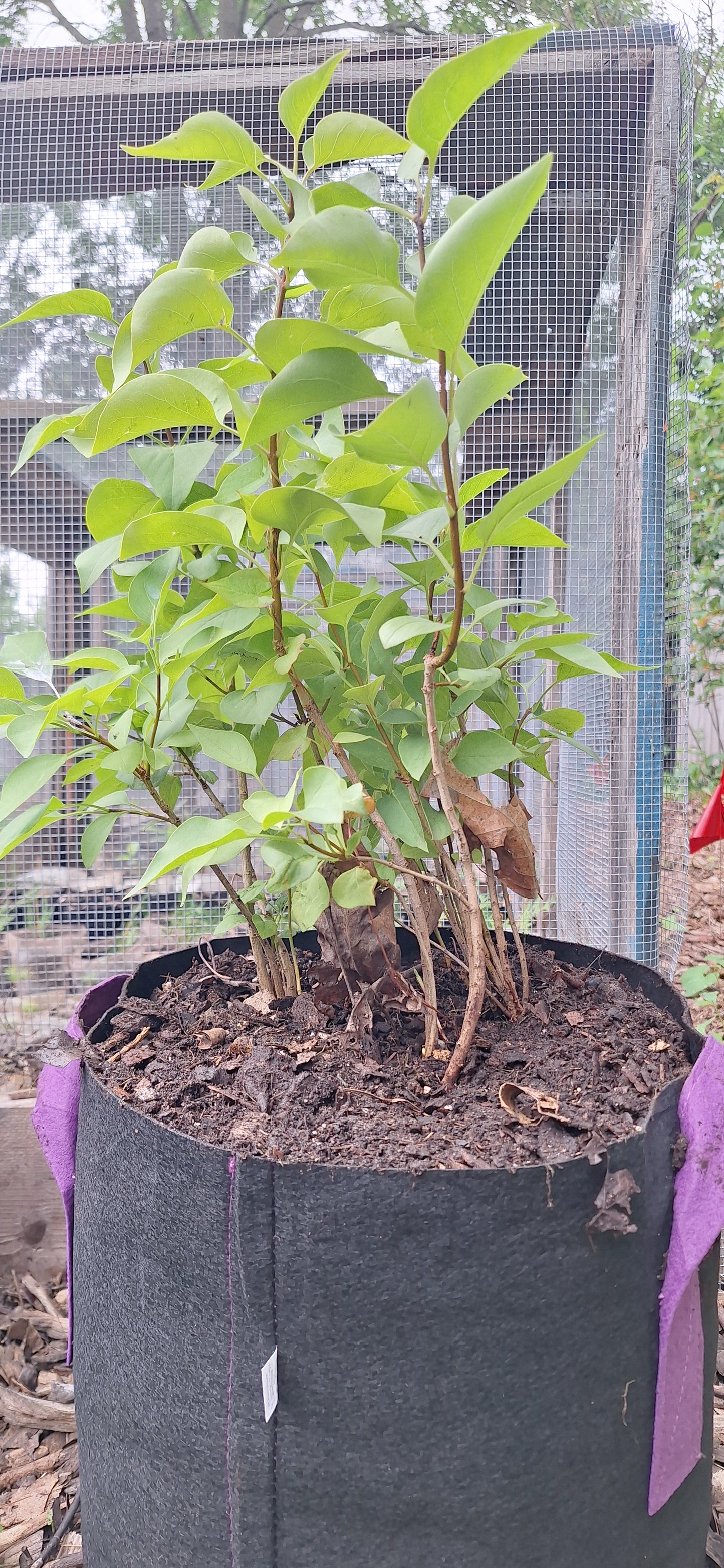 old fashioned lilac