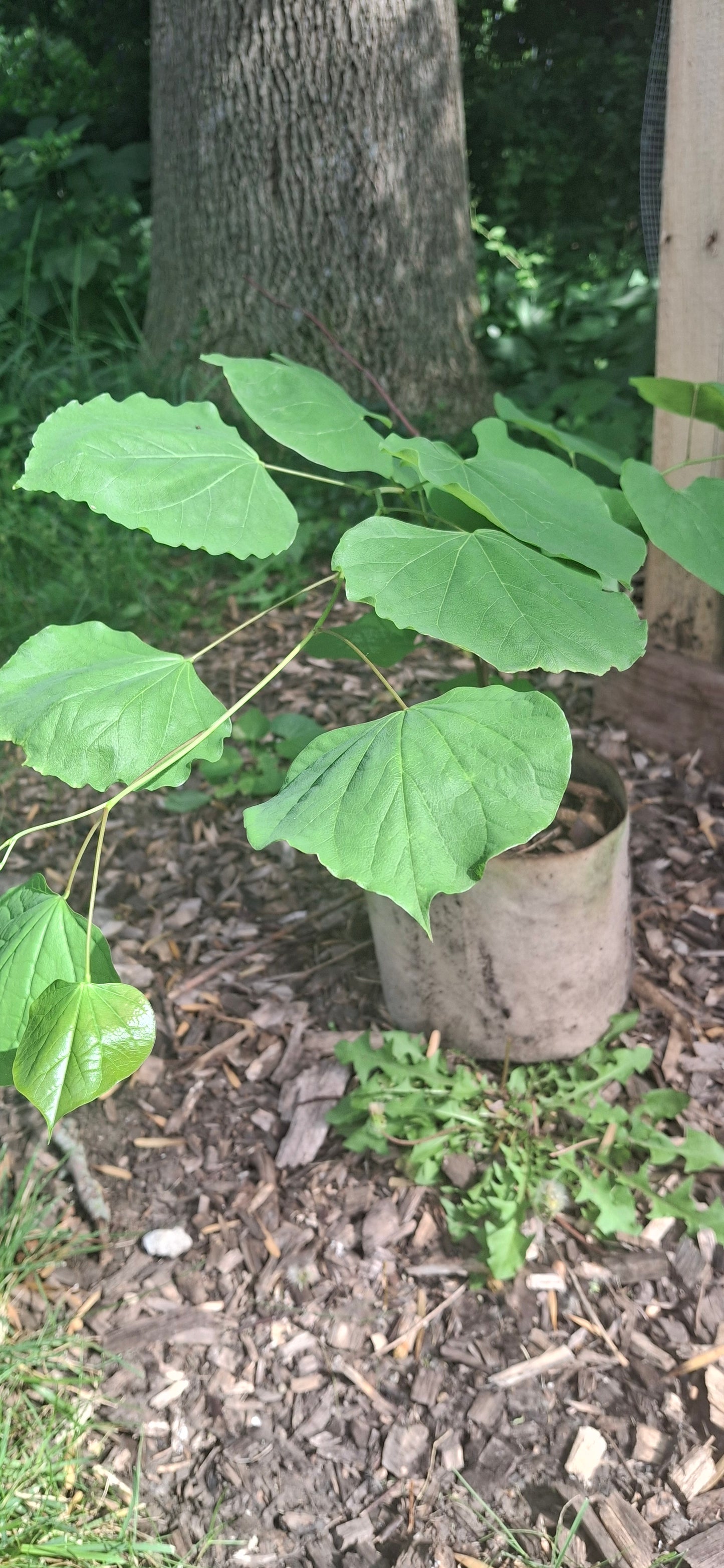 Eastern Redbud