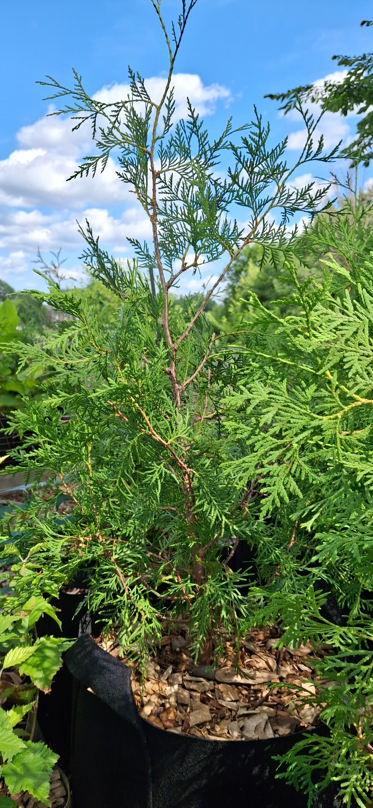 White Cedar