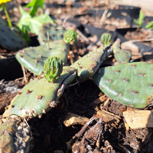 Iowa prickly pear cactus