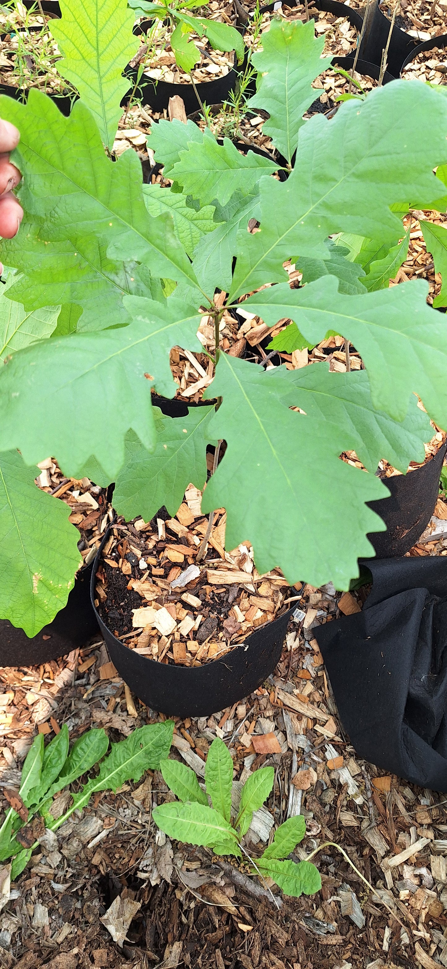 Bottomland bur oak
