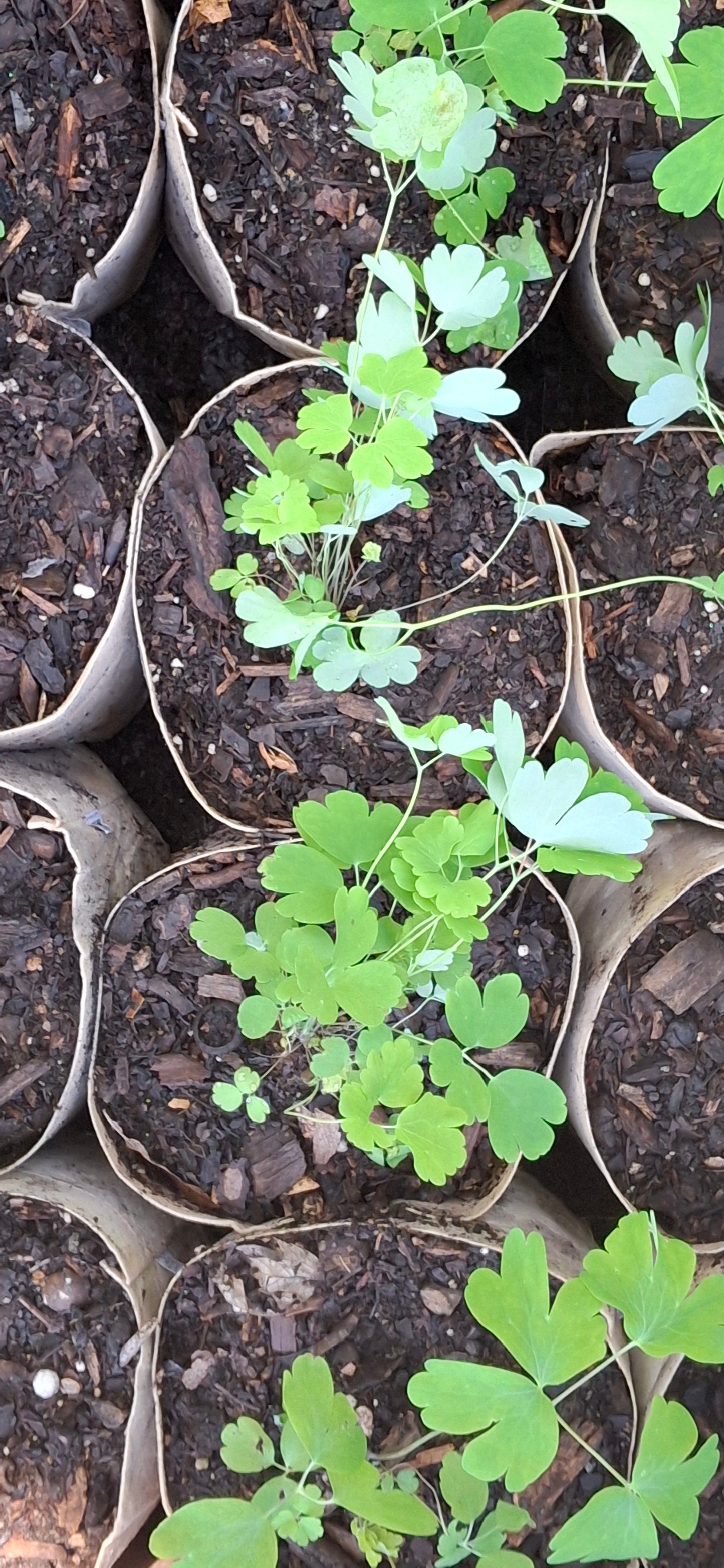 Columbine