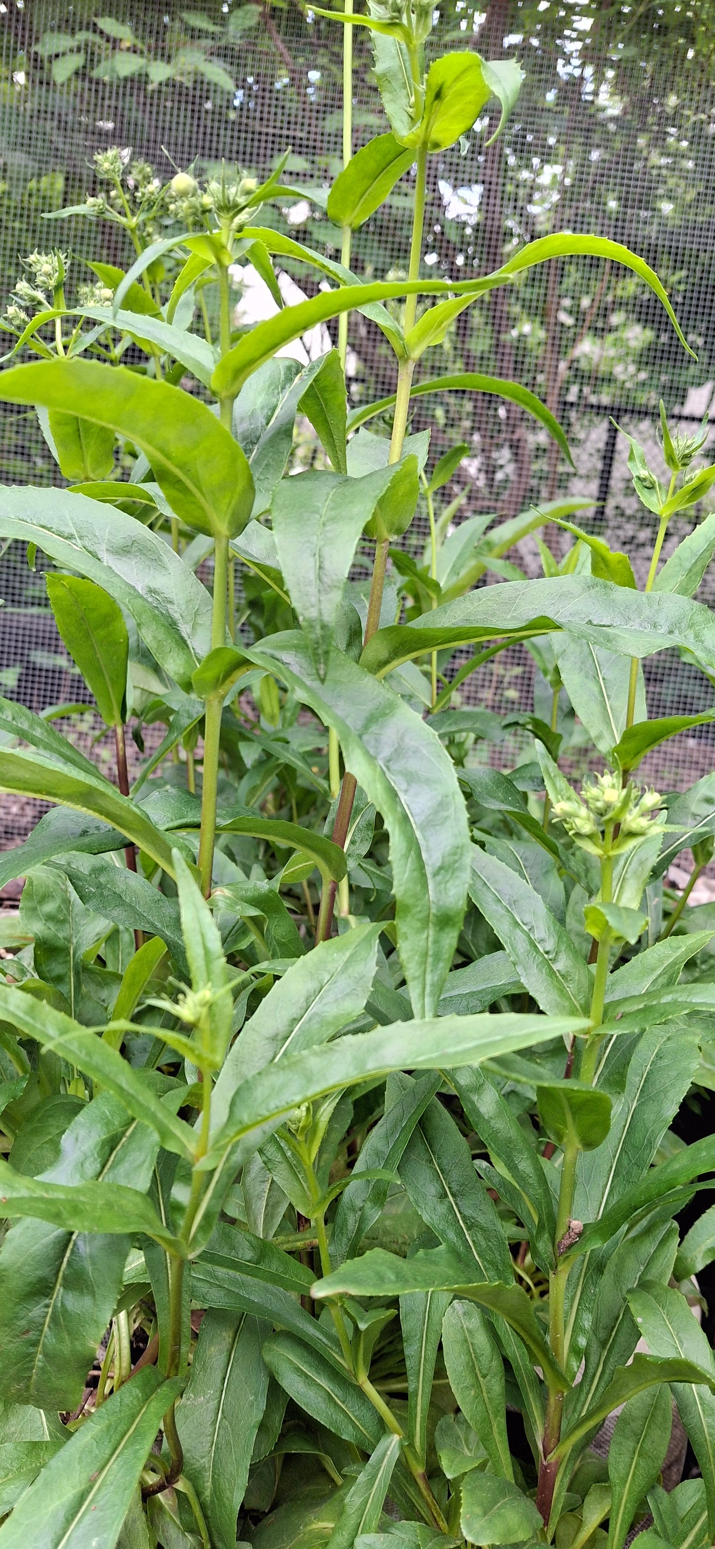 Foxglove Beardtoung