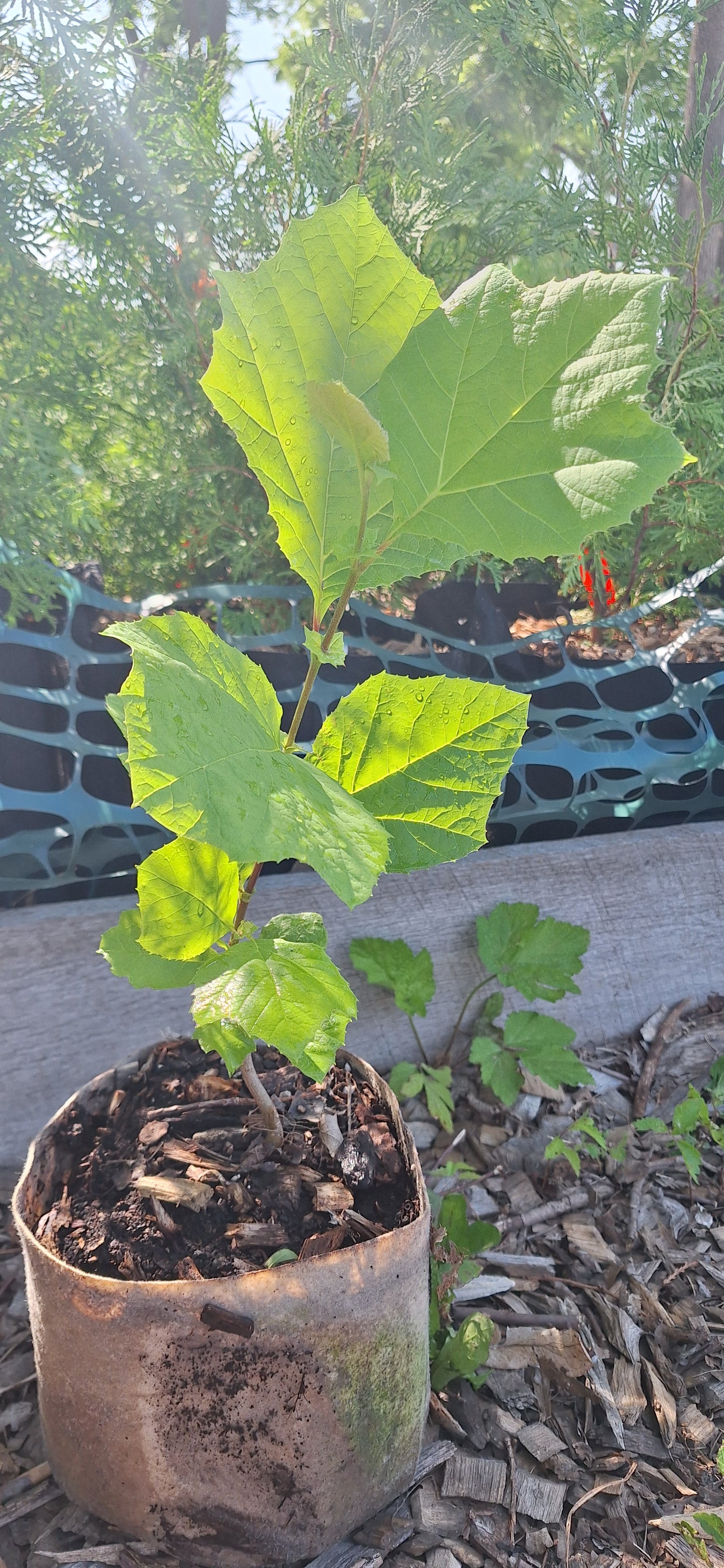 American Sycamore