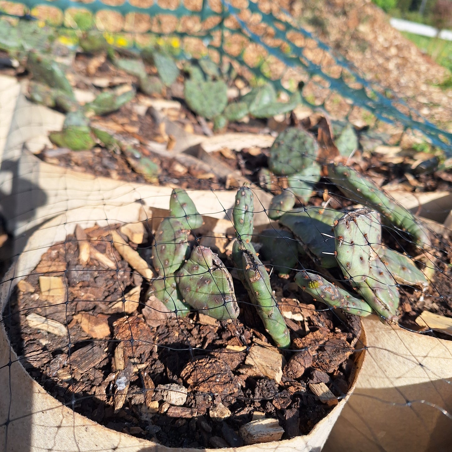 Iowa prickly pear cactus