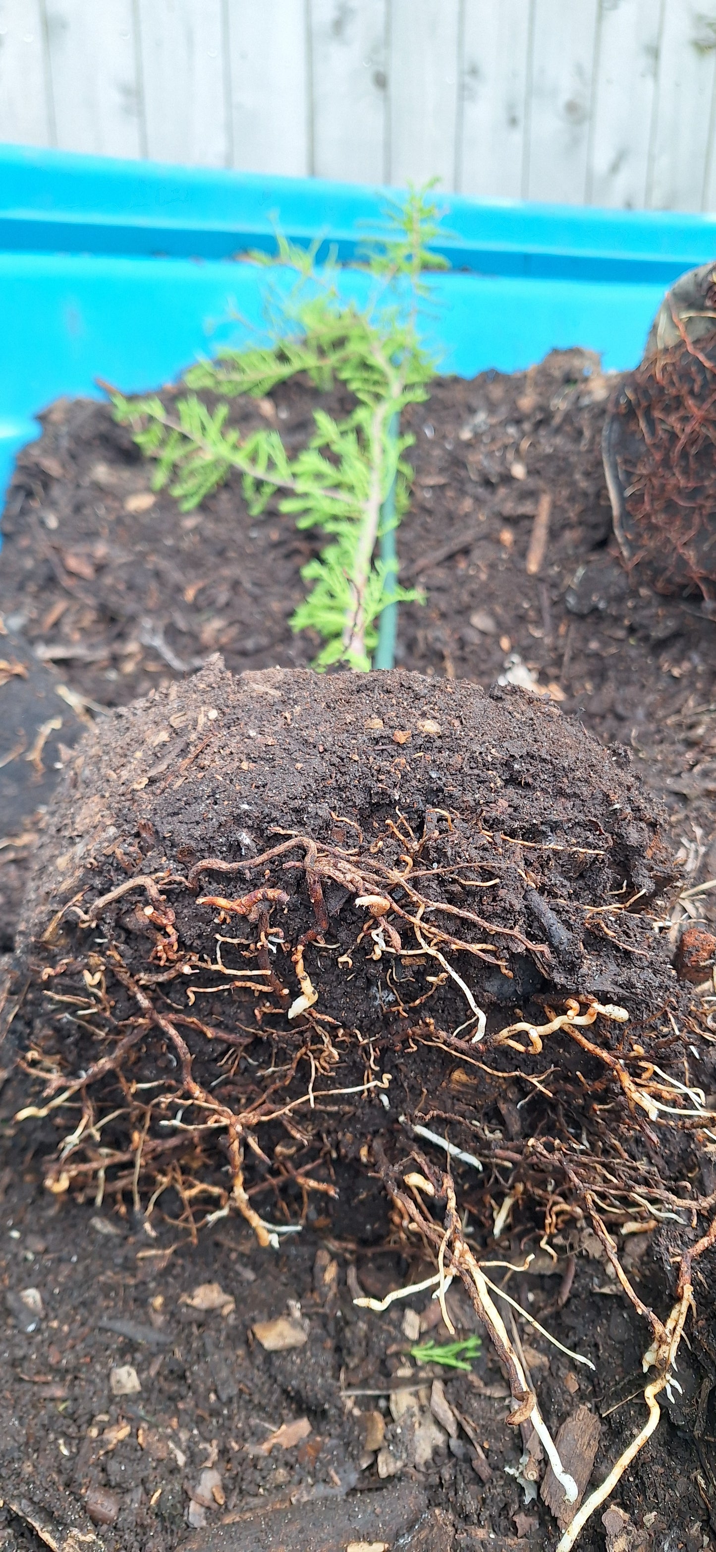 bald cypress