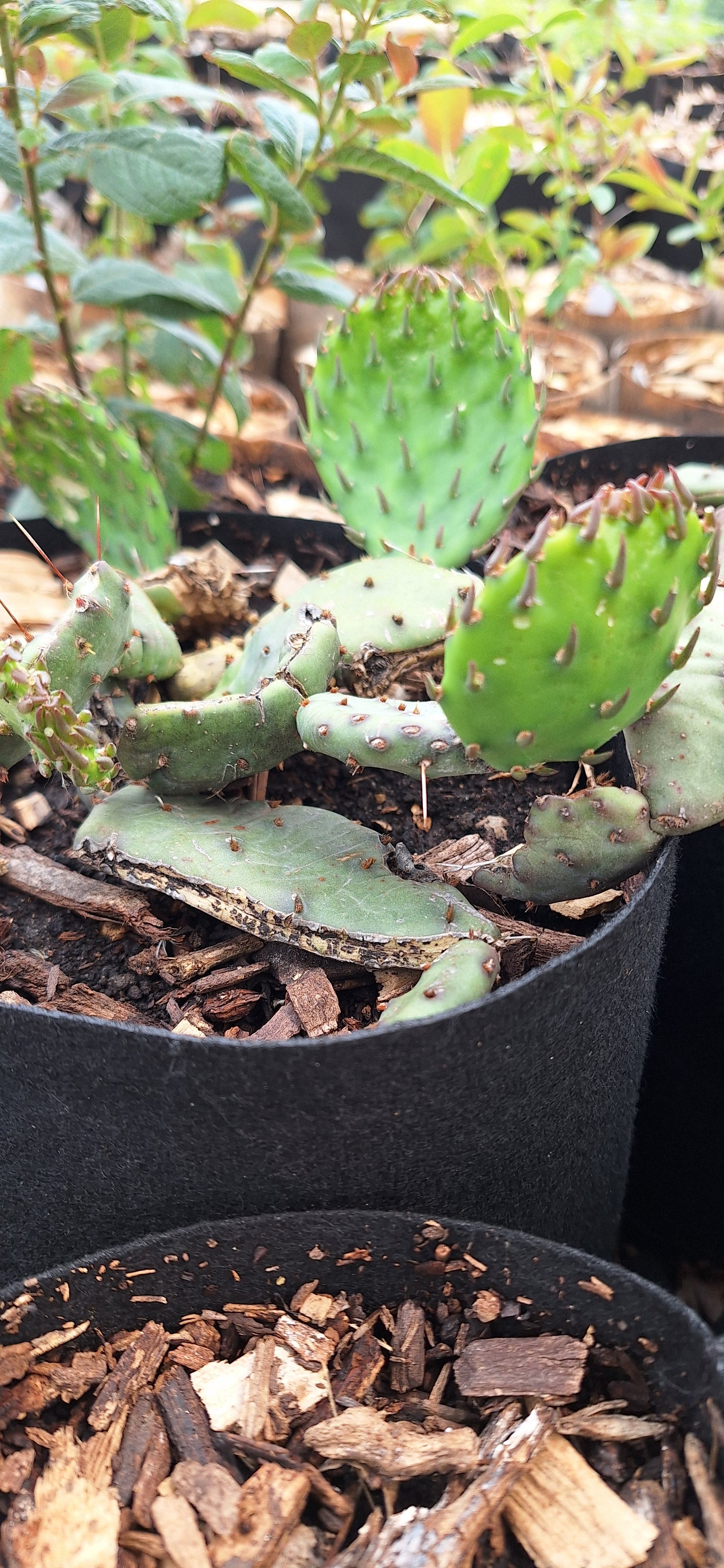 Iowa prickly pear cactus
