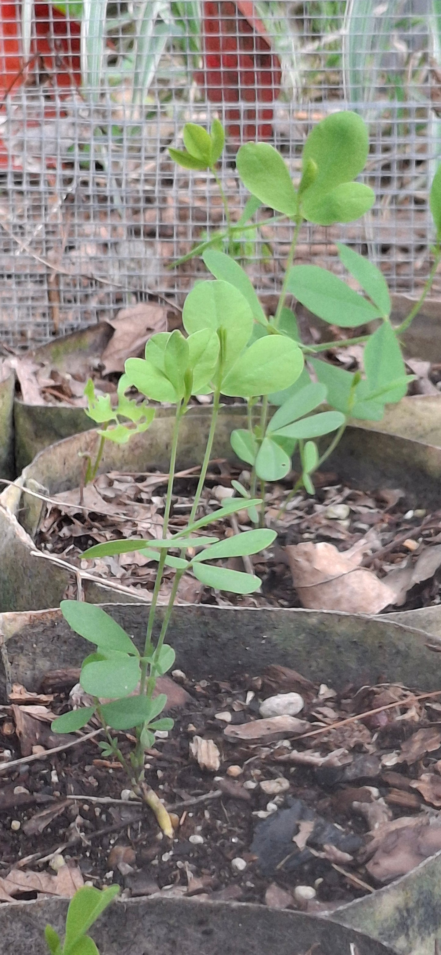 white wild indigo
