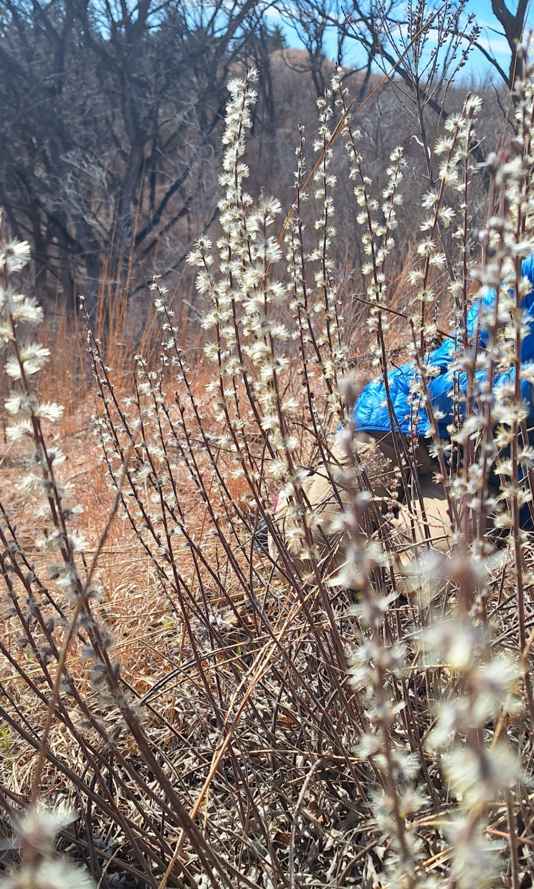 prairie willow