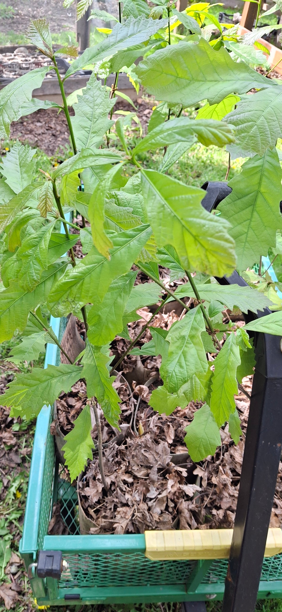 swamp white oak