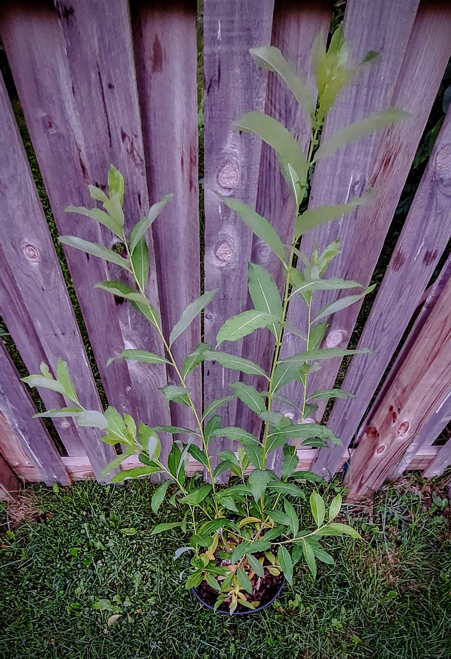Pussywillow