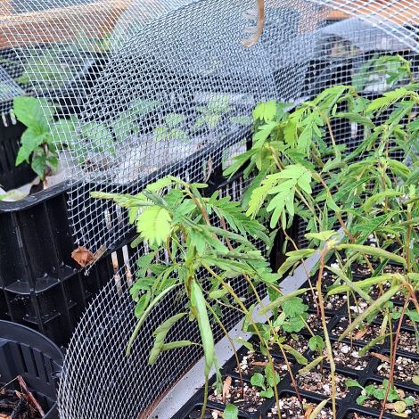 Plants with hail protection, waking up from a good rain