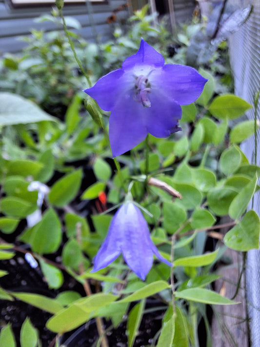 Harebell