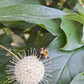 Buttonbush