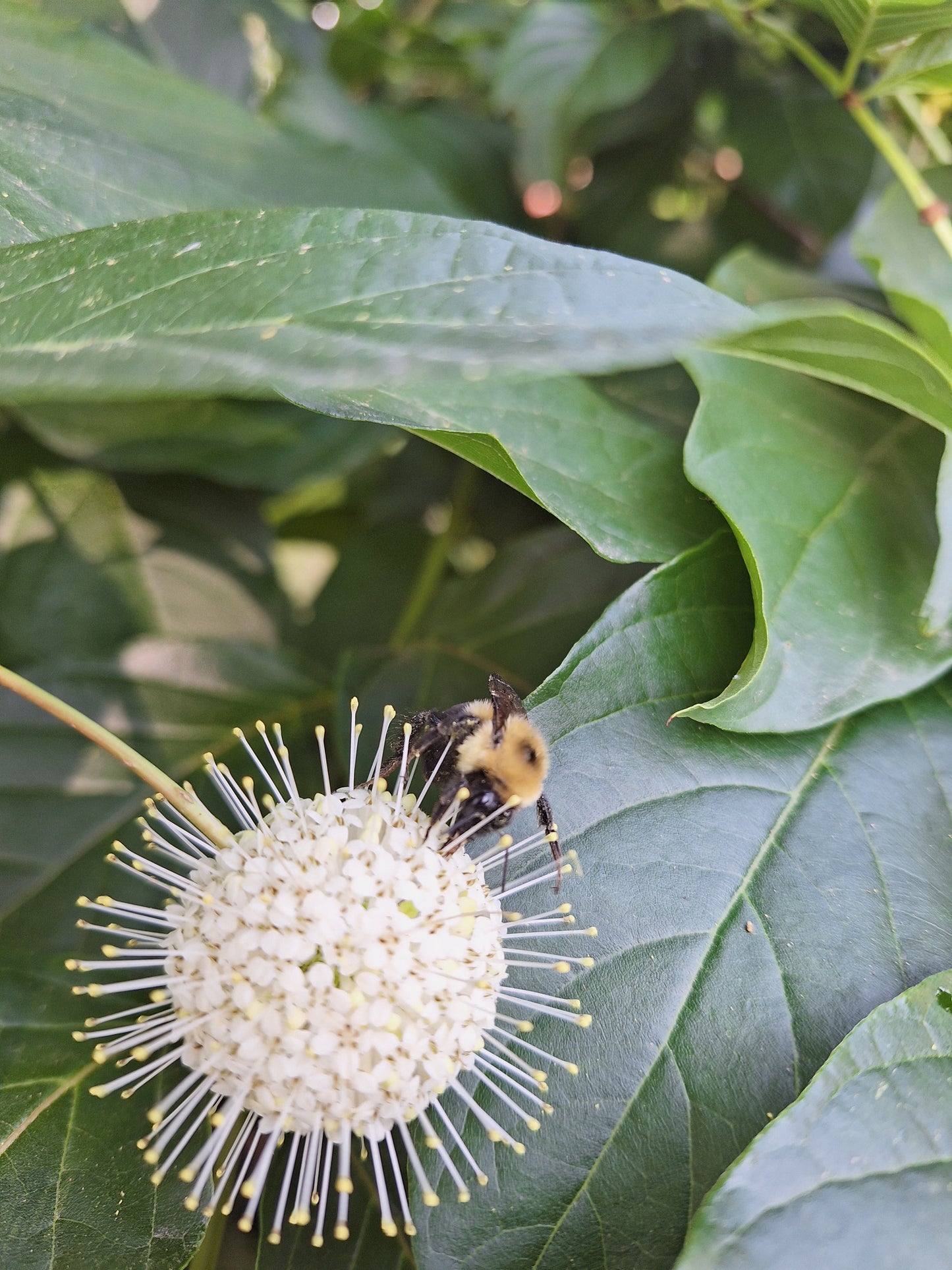 Buttonbush