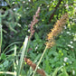 Raven's foot sedge, seed