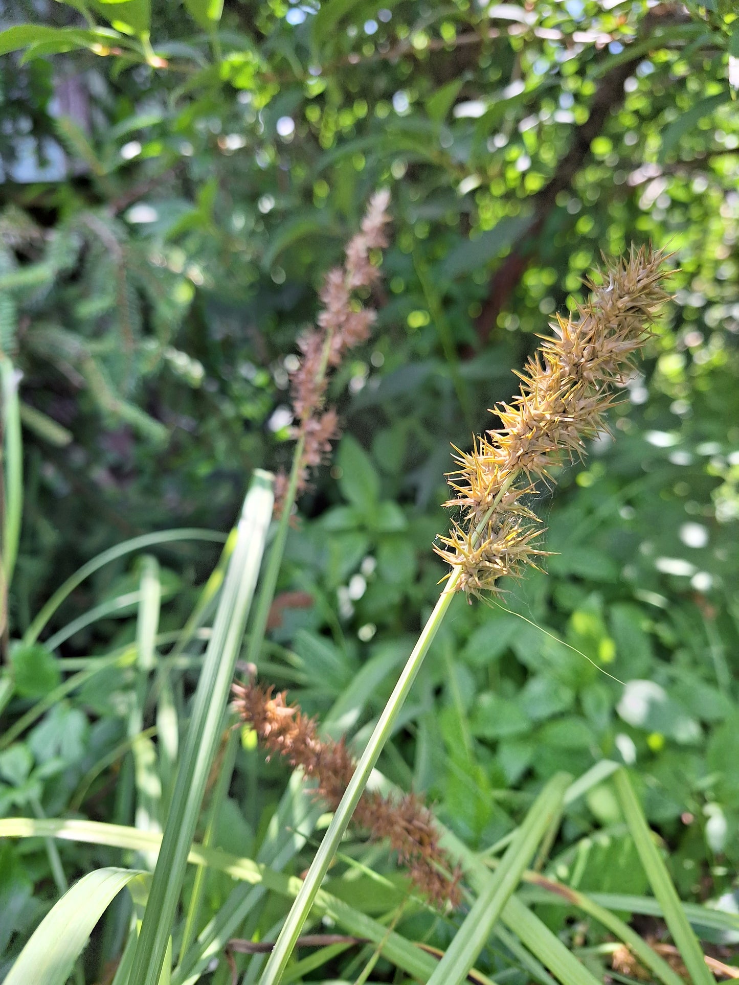 Raven's foot sedge, seed