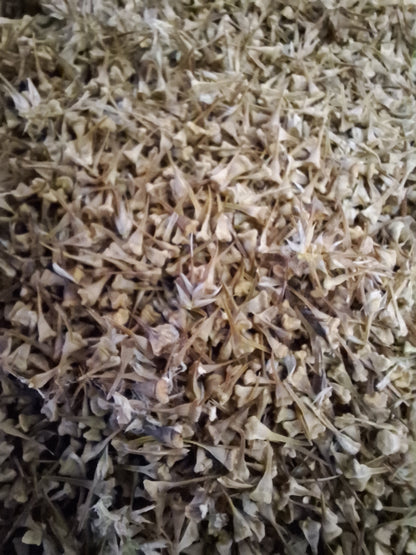 Raven's foot sedge, seed
