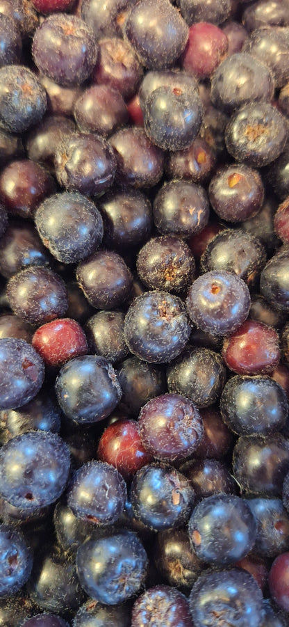 aroniaberry, seed