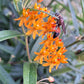 Butterfly milkweed