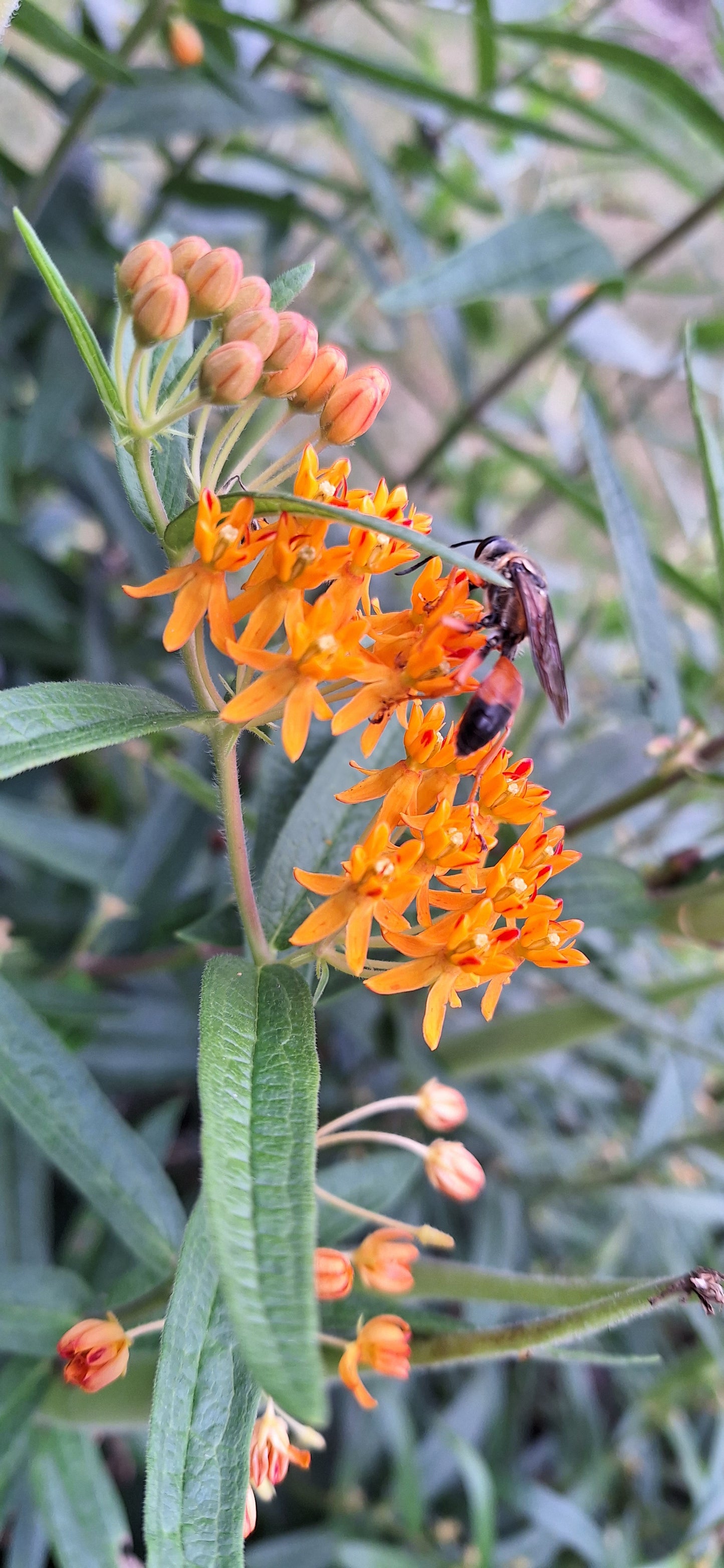 Butterfly milkweed