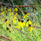 yellow coneflower