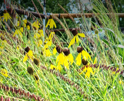 grayheaded coneflower, seed
