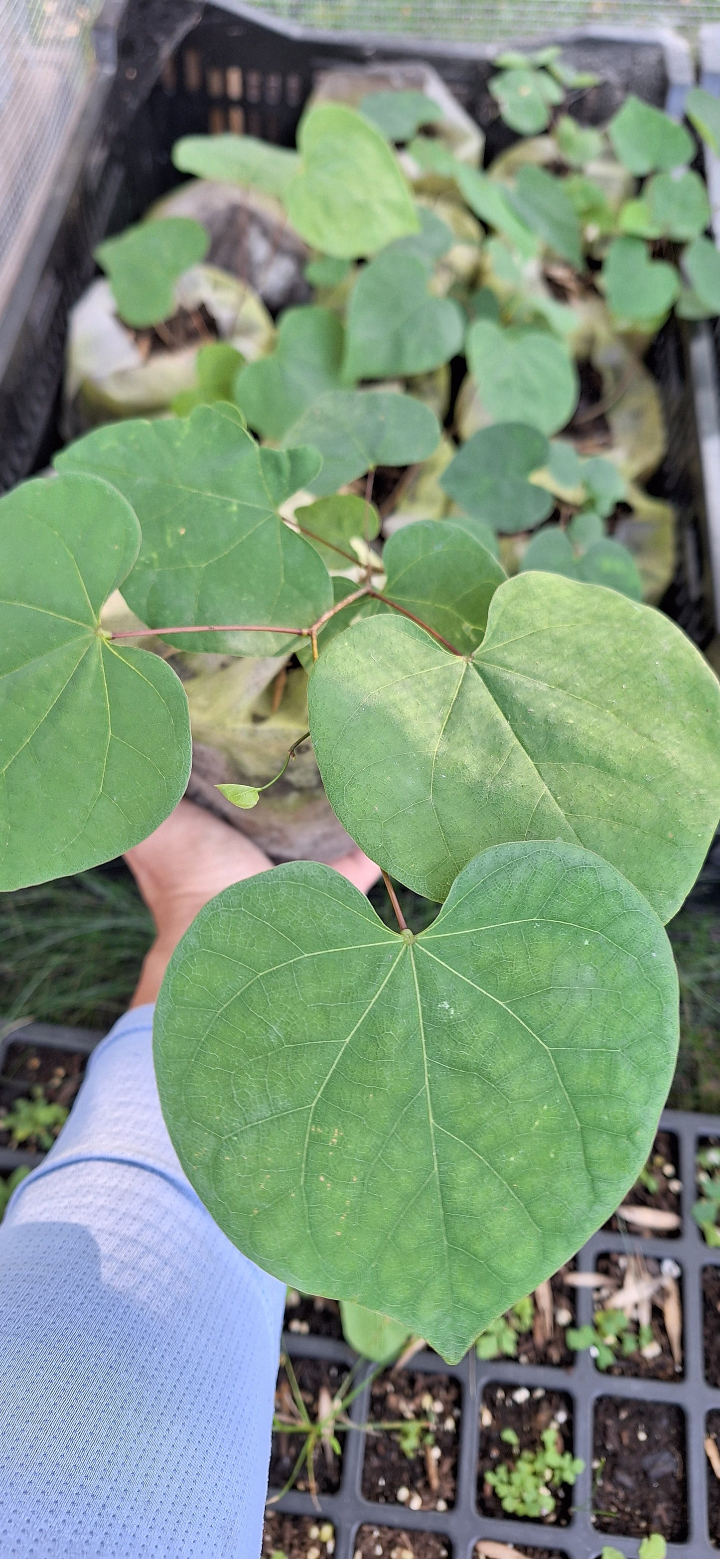 Eastern Redbud