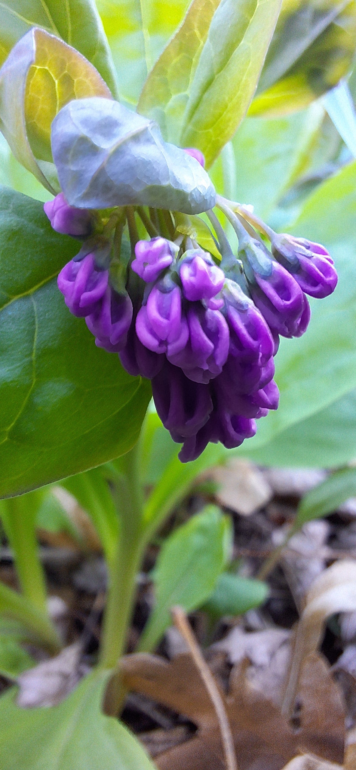 Bluebells