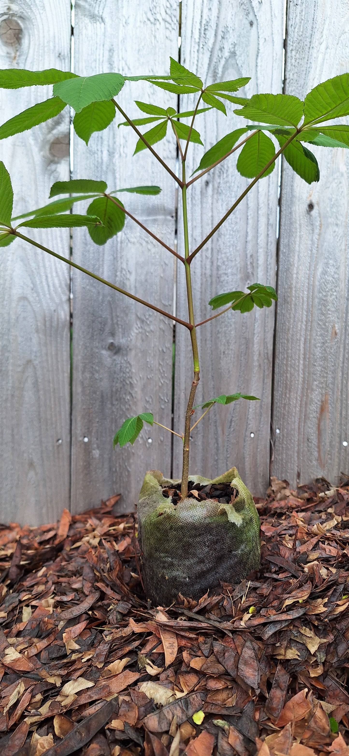 Ohio buckeye